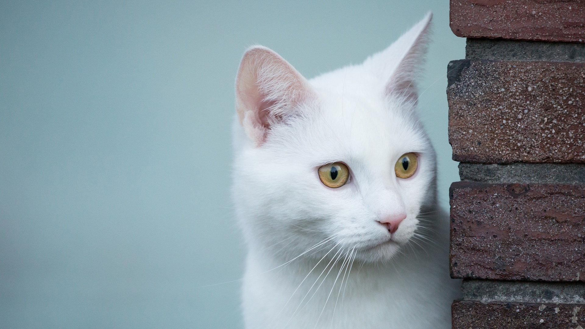 探索猫咪下载世界，乐趣与责任并存